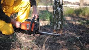 Why Choose Our Tree Removal Services in Selma, AL?