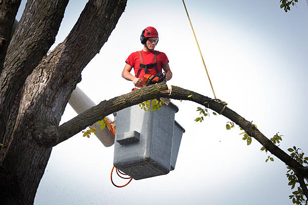 Selma, AL  Tree Services Company